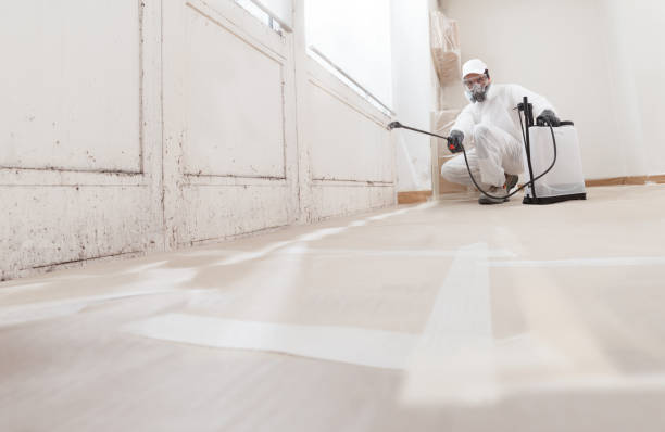 Black mold remediation team in Ashville